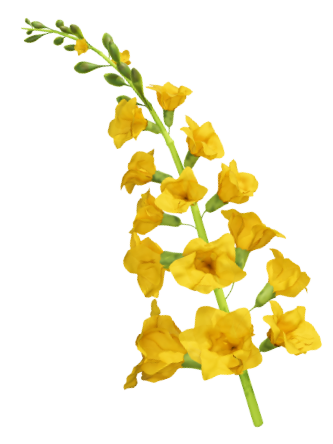 Padauk flower